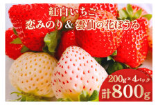 【期間限定発送】 いちご 紅白いちごセット「恋みのり」「雲仙の花ぼうろ」計4パック [トトノウ 長崎県 雲仙市 item1409] 苺 イチゴ 4パック 赤いちご 白いちご フルーツ 果物 くだもの 期間限定 季節限定 セット 食べ比べ
