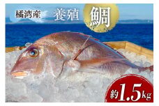 橘湾産養殖 鯛 約 1.5kg 処理済み 真空パック [荒木鮮魚店 長崎県 雲仙市 item1731] たい タイ 個包装 パック済み