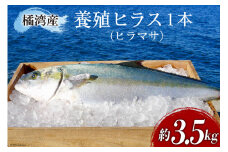 橘湾産養殖 ヒラス ( ヒラマサ ) 1本 約3.5kg / 荒木鮮魚店 / 長崎県 雲仙市