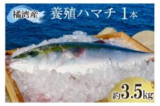 橘湾産養殖 ハマチ 1本 約3.5kg / 荒木鮮魚店 / 長崎県 雲仙市 [item1090]