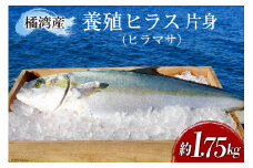 橘湾産養殖 ヒラス (ヒラマサ) 片身 約 1.75kg 処理済み 真空パック [荒木鮮魚店 長崎県 雲仙市 item2193] ひらす 個包装 パック済み