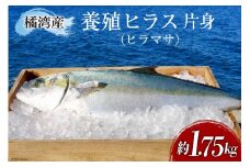 橘湾産養殖 ヒラス (ヒラマサ) 片身 約 1.75kg 処理済み 真空パック [荒木鮮魚店 長崎県 雲仙市 item2193] ひらす 個包装 パック済み