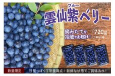 【期間限定発送】【摘みたてを冷蔵でお届け！】雲仙ブルーベリー720g (180g×4パック) [雲仙ブルーベリー研究会 長崎県 雲仙市 item2198] ブルーベリー 4パック 果物 フルーツ 冷蔵 摘みたて