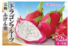 完熟 長崎ドラゴンフルーツ「ふげん龍」約 2kg (4～6個) [臼井農産 長崎県 雲仙市 item1808] フルーツ 果物 ドラゴンフルーツ 2キロ 期間限定