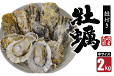 【期間限定発送】【数量限定！】雲仙産 牡蠣 中サイズ 2kg 加熱用・殻付き [ふるさと企画 長崎県 雲仙市 item2007] カキ かき 殻付 2キロ 冷蔵 カンカン焼き 季節限定