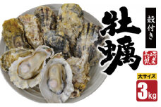 【期間限定発送】【数量限定！】雲仙産 牡蠣 大サイズ 3kg 加熱用・殻付き [ふるさと企画 長崎県 雲仙市 item2008] カキ かき 殻付 3キロ 冷蔵 カンカン焼き 季節限定