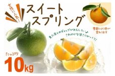 【期間限定発送】 スイートスプリング 10kg みかんと八朔の交配品種 [長崎県農産品流通 長崎県 雲仙市 item1940] みかん ミカン 柑橘 果物 くだもの フルーツ 季節限定