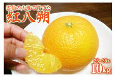 【期間限定発送】 はっさく 『 紅八朔 』 10kg [森崎果樹園 長崎県 雲仙市 item2178] 紅はっさく 八朔 はっさく 10キロ 果物 くだもの フルーツ