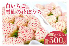 【期間限定発送】 いちご 白いちご 雲仙の花ぼうろ 250g×2パック [トトノウ 長崎県 雲仙市 item1411] 苺 イチゴ フルーツ 果物 くだもの 期間限定 季節限定