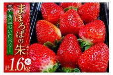 【期間限定発送】 いちご まほろばの朱(あかり) 200g×8p 計1.6kg 秀品おいCベリー [吉田農園まほら 長崎県 雲仙市 item1719] イチゴ 苺 果物 フルーツ 完熟 ストロベリー 長崎県産 季節限定