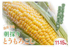 【島原半島育ち】 朝採り とうもろこし 11本～15本 [まるまさ 長崎県 雲仙市 item1205] 野菜 トウモロコシ コーン 期間限定