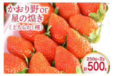 【旬 いちご 】「かおり野」or「星の煌き」どちらか1種 250g×2p [まるまさ 長崎県 雲仙市 item1206] 苺 イチゴ フルーツ かおり野 星の煌き ２パック 期間限定