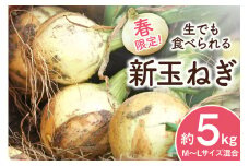 【期間限定発送】新玉ねぎ 約 5kg [長崎県農産品流通 長崎県 雲仙市 item1588] 玉ねぎ たまねぎ タマネギ 玉葱 野菜 5キロ 期間限定