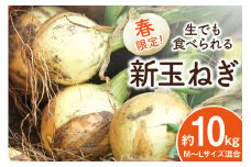 【期間限定発送】 新玉ねぎ 約 10kg [長崎県農産品流通 長崎県 雲仙市 item1589] 玉ねぎ たまねぎ タマネギ 玉葱 野菜 10キロ 期間限定