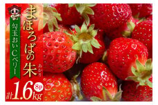 【期間限定発送】 いちご まほろばの朱(あかり) 200g×8p 小粒 計1.6kg 勾玉 おいCベリー [吉田農園まほら 長崎県 雲仙市 item1721] イチゴ 苺 果物 フルーツ 完熟 ストロベリー 長崎県産 季節限定