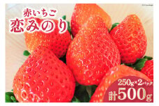 【好評により受付再開】 いちご 赤いちご 恋みのり 250g×2パック [トトノウ 長崎県 雲仙市 item1414] 苺 イチゴ クリスマス フルーツ 果物 くだもの 期間限定 季節限定