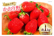 【期間限定発送】 いちご かおり野 約1kg 250g × 4パック [ふるさと企画 長崎県 雲仙市 item1163] いちご イチゴ 苺 フルーツ 果物 期間限定 季節限定