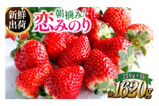 期間限定発送 いちご 恋みのり 約1620g 270g× 6パック [長崎県農産品流通 長崎県 雲仙市 item2031] イチゴ 苺 フルーツ 果物 1kg以上 季節限定