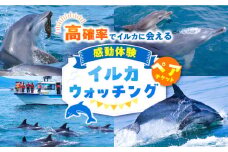 南島原 イルカウォッチング ペア チケット / チケット ちけっと 体験型 観光チケット いるか イルカ イルカ体験 貸し切り いるか イルカ / 南島原市 / 南島原イルカウォッチング [SAE001]