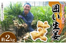 【2025年1月末〜順次発送】囲い生姜 約 2kg / ショウガ しょうが 生姜 / 南島原市 / ふくはちファーム [SBS010]
