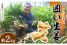 【2025年1月末〜順次発送】囲い生姜 約 2kg / ショウガ しょうが 生姜 / 南島原市 / ふくはちファーム [SBS010]