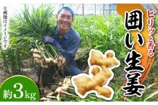 【2025年1月末〜順次発送】囲い生姜 約 3kg / ショウガ 南島原市 / ふくはちファーム/福島農園 [SBS011]