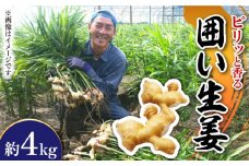 【2025年1月末〜順次発送】囲い生姜 約 4kg / ショウガ 南島原市 / ふくはちファーム/福島農園 [SBS012]