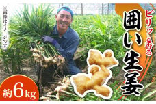 【2025年1月末〜順次発送】囲い生姜 約 6kg / ショウガ 南島原市 / ふくはちファーム/福島農園 [SBS014]