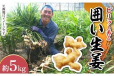 【2025年1月末〜順次発送】囲い生姜 約 5kg / ショウガ 南島原市 / ふくはちファーム/福島農園 [SBS013]