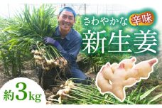 【2025年8月〜発送】新生姜 約3kg / ショウガ しょうが 生姜 / 南島原市 / ふくはちファーム/福島農園 [SBS017]