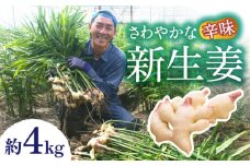 【2025年8月〜発送】新生姜 約4kg / ショウガ しょうが 生姜 / 南島原市 / ふくはちファーム/福島農園 [SBS018]