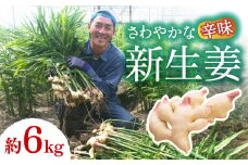 【2025年8月〜発送】新生姜 約6kg / ショウガ しょうが 生姜 / 南島原市 / ふくはちファーム / 福島農園 [SBS020]