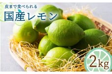 【2024年10月〜発送】国産レモン  2kg  / レモン れもん 檸檬 国産 ユーレカ 果物 フルーツ 柑橘  / 南島原市 / 長崎県農産品流通合同会社 [SCB017]
