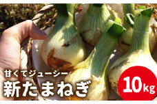 【2026年3月〜発送】【甘くてジューシー 】新たまねぎ 先行予約 サラダ たまねぎ 10kg / 玉ねぎ たまねぎ タマネギ 10㎏ 新たまねぎ 新玉ねぎ / 南島原市 / 長崎県農産品流通合同会社 [SCB026]