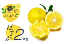【2026年2月～発送】【爽やか系 柑橘 春のみかん 】はるか 約2kg / みかん ミカン 蜜柑 柑橘 果物 フルーツ / 南島原市 / 長崎県農産品流通合同会社 [SCB028]