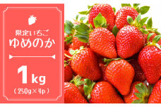 【2026年1月～発送】【限定いちご】 ゆめのか  1kg（250g×4p）/ いちご イチゴ 苺 フルーツ 果物 くだもの / 南島原市 / 長崎県農産品流通合同会社 [SCB040]