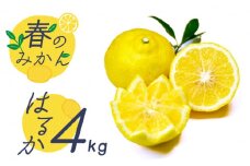【2026年2月～発送】【爽やか系 柑橘 春のみかん 】はるか 約4kg  / みかん ミカン 蜜柑 柑橘 果物 フルーツ / 南島原市 / 長崎県農産品流通合同会社 [SCB075]