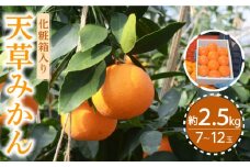 【2025年11月下旬〜発送】天草みかん 約2.5kg / みかん ミカン 蜜柑 みかん ミカン ミカン 果物 フルーツ 贈答用 化粧箱 / 南島原市 / JA島原雲仙東南部基幹センター[SAC001]
