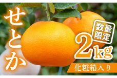 【2026年2月～発送】期間限定！せとか 2kg / みかん ミカン 蜜柑 みかん ミカン ミカン 果物 フルーツ 贈答用 化粧箱 / 南島原市 / JA島原雲仙東南部基幹センター[SAC002]