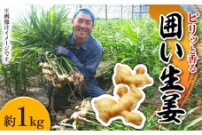 【2025年1月末〜順次発送】囲い生姜 約 1kg / ショウガ 南島原市 / ふくはちファーム / 福島農園 [SBS009]
