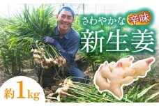 【2025年8月〜発送】 新生姜 約1kg / ショウガ しょうが 生姜 / 南島原市 / ふくはちファーム/福島農園 [SBS015]