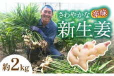 【2025年8月～発送】 新生姜 約2kg / ショウガ しょうが 生姜 / 南島原市 / ふくはちファーム [SBS016]