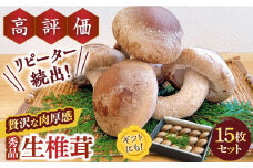 【一度食べたら忘れられない】九州で唯一！ 希少な肉厚生椎茸 秀品15枚セット / 生しいたけ 生シイタケ きのこ キノコ 茸 / 南島原市 / サンエスファーム [SBX001]