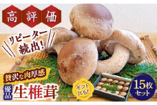 【一度食べたら忘れられない】九州で唯一！ 希少な生椎茸 【優品】15枚セット / しいたけ 椎茸 生しいたけ 生シイタケ きのこ キノコ 茸 / 南島原市 / サンエスファーム [SBX003]