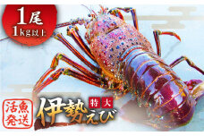 【活きた状態でお届け！】活き 伊勢えび 特大サイズ (1kg以上) / 伊勢海老 南島原市 / 島原半島南部漁業協同組合 [SAM006]