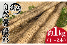 雲仙 自然薯 優彩 1kg とろろ / 自然薯 じねんじょ ジネンジョ 山芋 / 南島原市 / ミナサポ [SCW029]