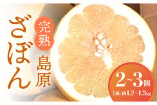 【2025年12月中旬～発送】【ビタミンCたっぷり！】完熟 島原 ざぼん 2〜3個 / ざぼん ザボン 朱欒 ざぼん ザボン ザボン / 南島原市 / 中邨 [SAG008]
