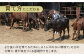 牛肉 ロース
