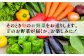 詰め合わせ 野菜 やさい 新鮮 野菜セット