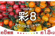【2025年1月中旬〜発送】カラフル ミニトマト 彩８（いろは） 約8種類 合計約1.8kg / トマト 夏野菜 野菜 旬 食べ比べ / 産地直送 安心 安全 彩り / 南島原市 / 植木農園 [SBL001]